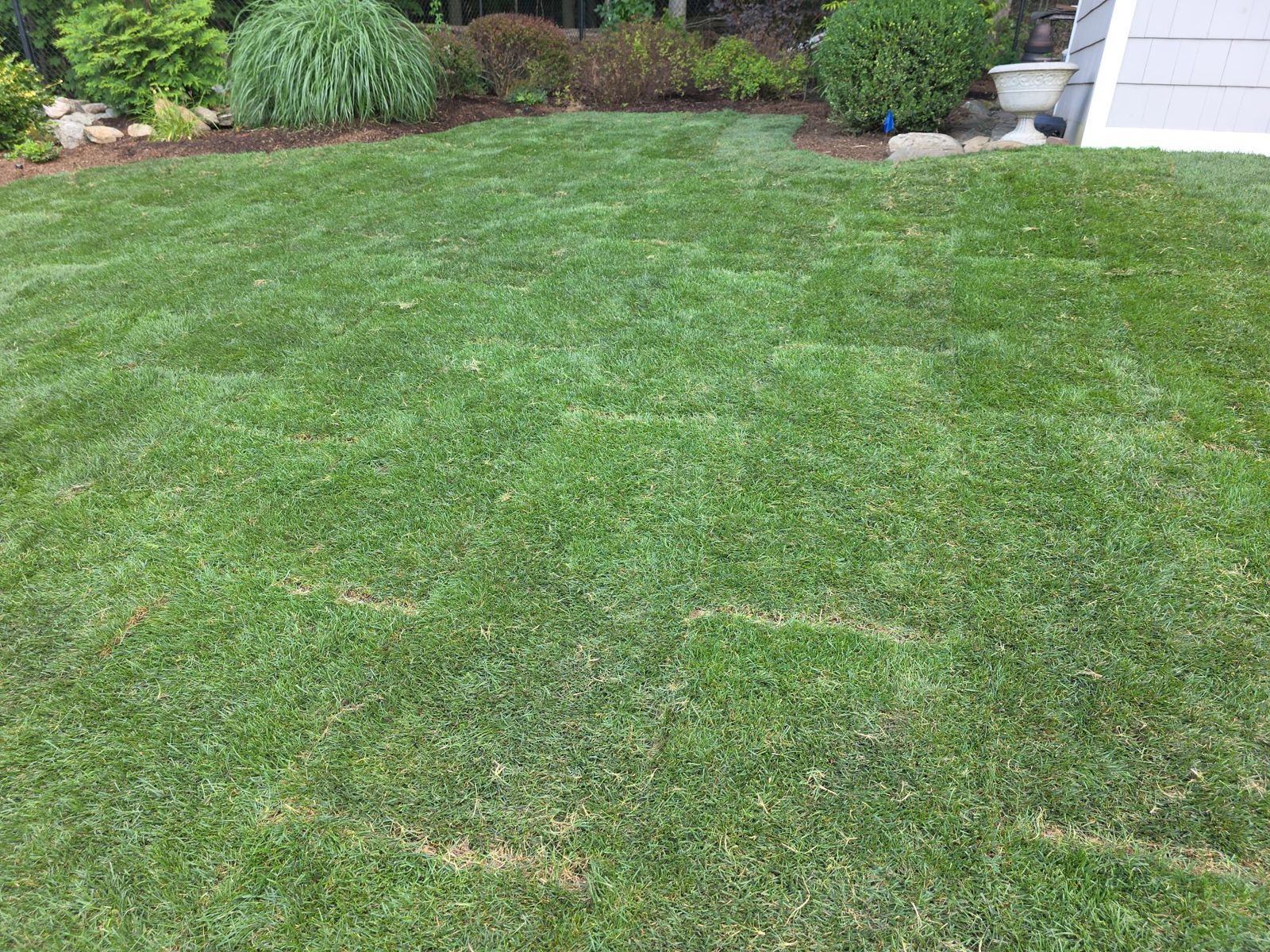New Construction Lawn in Lakewood: finished lawn (2 of 15)