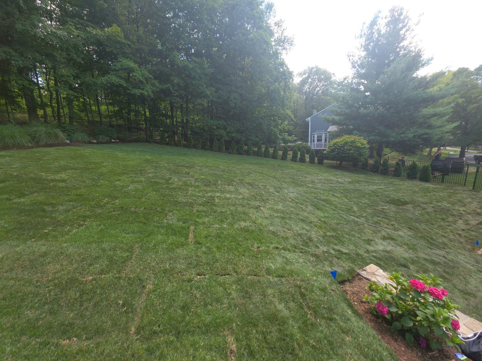New Construction Lawn in Lakewood: finished lawn (3 of 15)
