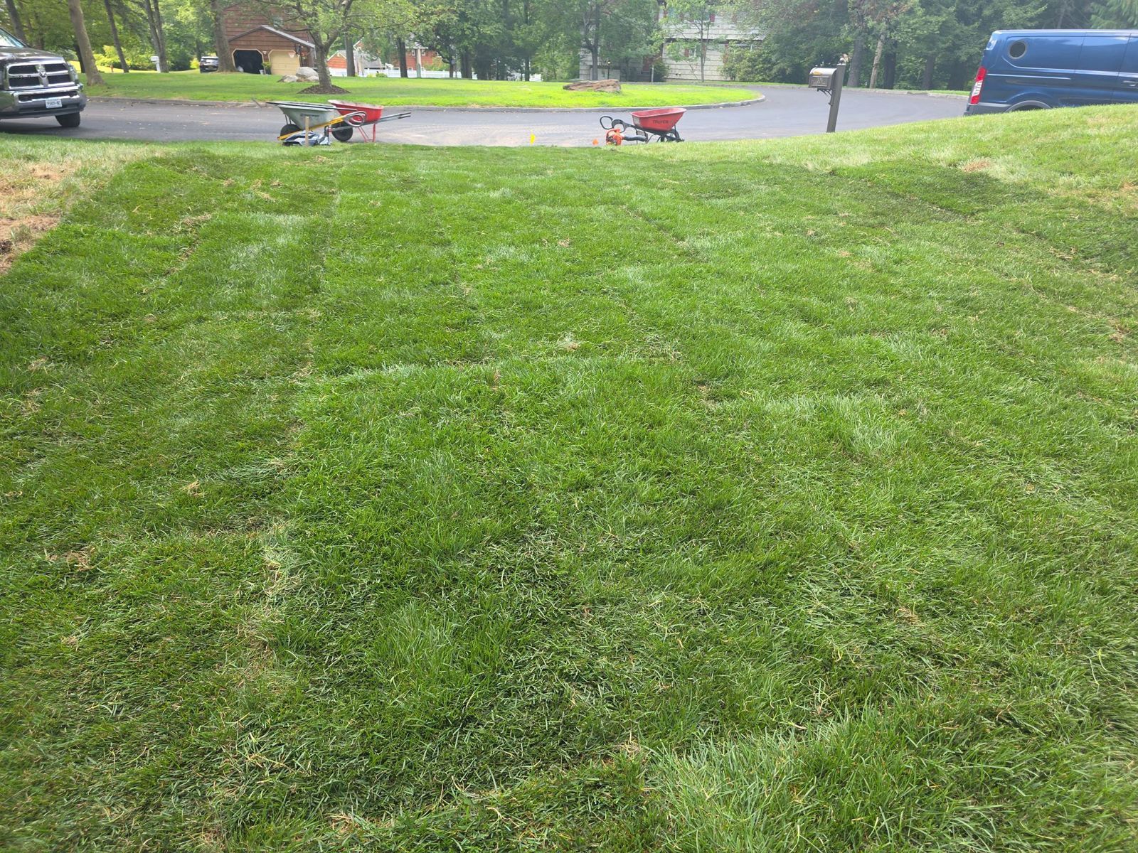New Construction Lawn in Lakewood: finished lawn (5 of 15)