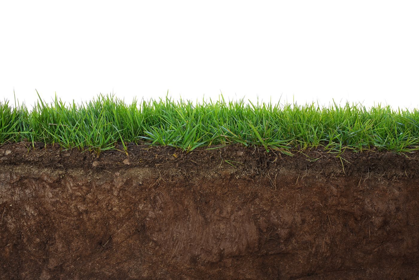 Grass and healthy roots for a shaded New Jersey sod installation planning guide