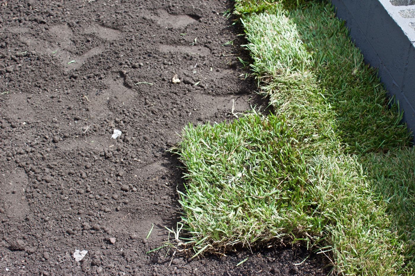 Fresh sod being installed on prepared soil for a Camden County NJ lawn installation project