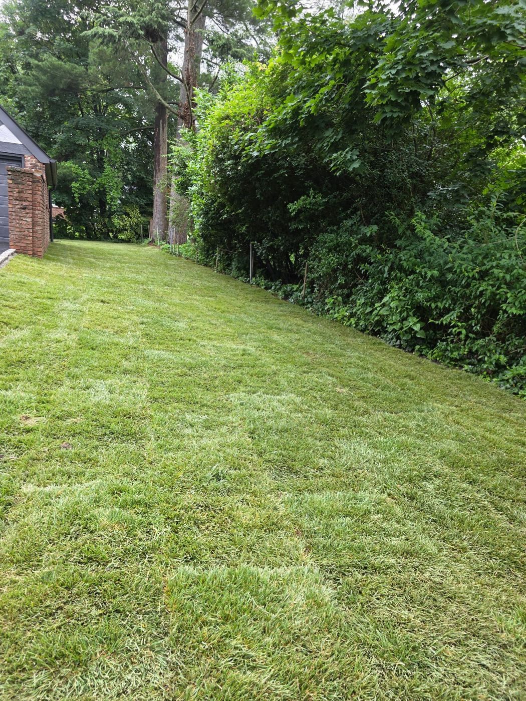 Fresh New Jersey sod lawn after installation, relevant to Monmouth County timing, delivery access, and coastal lawn preparation